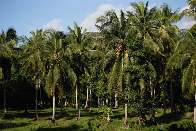 From Colombo: 10 Day Sri Lanka Tour with Guide and Hotel - Key points before you book