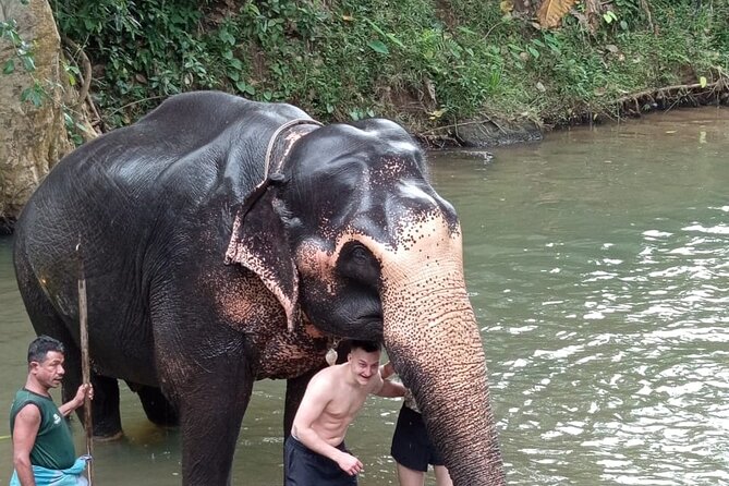 From Colombo: Kandy and Pinnawala Full-Day Trip - One hour at the Royal Botanical Gardens