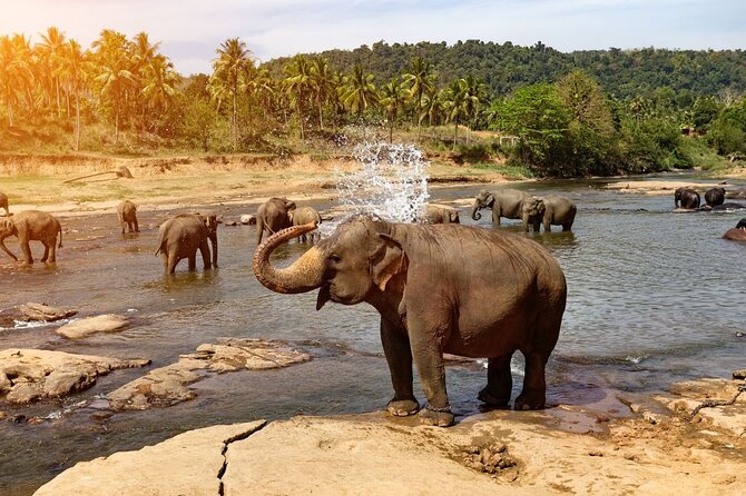 From Colombo: Kandy and Pinnawala Full-Day Trip - Transport, group size, and the early start