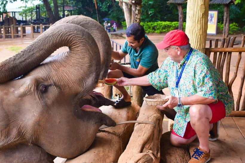 From Colombo: Kandy and Pinnawala Orphanage Short Excursions - Tea tasting and the herbal spice garden