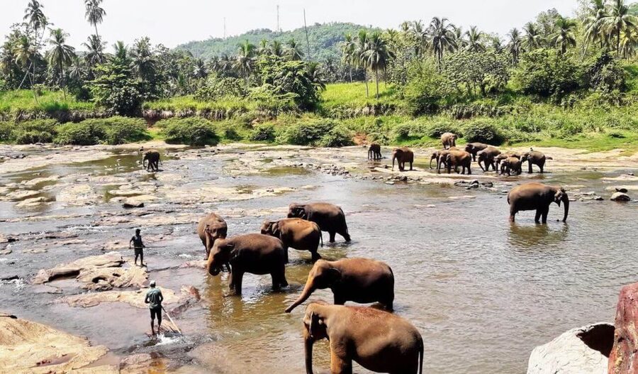 From Colombo: Kandy Full-Day Trip - Royal Botanic Gardens, Kandy: beautiful but rushed