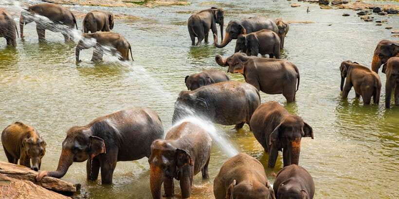 From Colombo: Kandy Full-Day Trip - Lunch, local food, and the gem museum