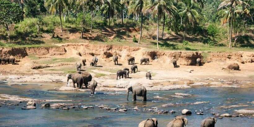 From Colombo: Kandy, Pinnawala and Tea Factory Full-Day Trip - Key points to know before booking