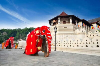 Kandy, Pinnawala and Tea Factory Full-Day Trip