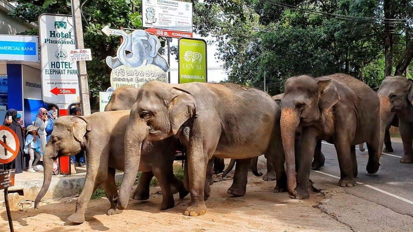 From Colombo: Kandy Temples and Pinnawala Full-Day Tour - Kandy’s last kingdom and the hilltop Buddha