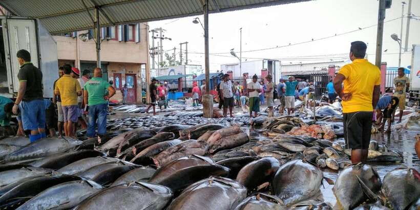 From Colombo: Negombo Fishing Village Tour by Tuk-Tuk - Lellama market and Negombo’s fishing boats