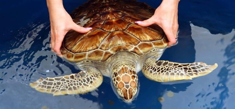 From Colombo/Negombo: Galle, Madu River, and Turtle Hatchery - What this southern coast day trip is really offering