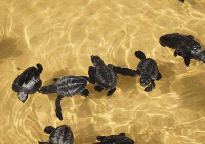 From Colombo/Negombo: Galle, Madu River, and Turtle Hatchery