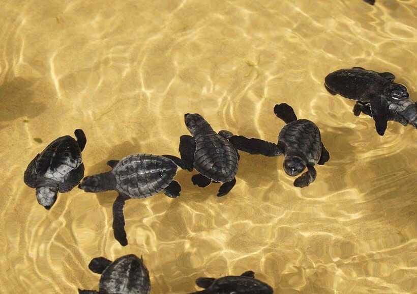 From Colombo/Negombo: Galle, Madu River, and Turtle Hatchery - Meetiyagoda Moonstone Mine and Sri Lankan crafts