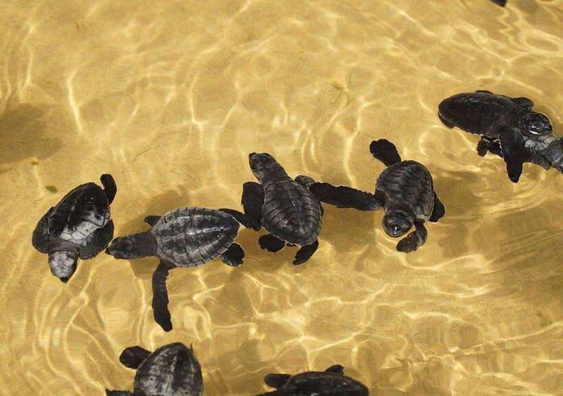 From Colombo/Negombo: Galle, Madu River, and Turtle Hatchery - Kosgoda Turtle Conservation: an earnest stop with a purpose
