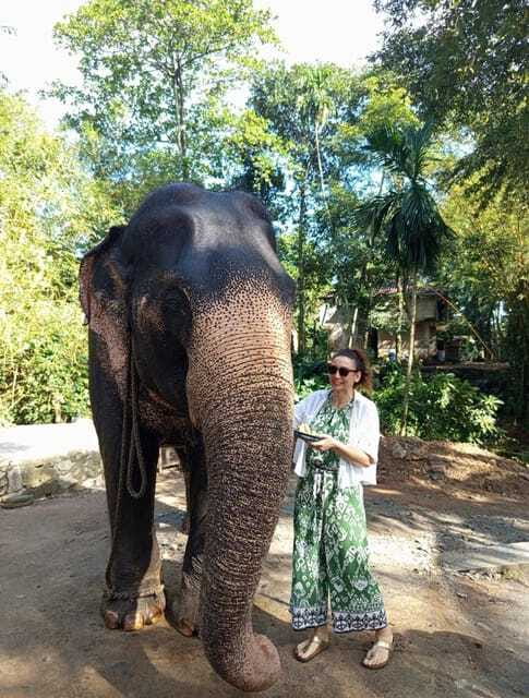 From Colombo or Negombo: Pinnawala, Kandy & Tea Factory Tour - What to bring and what to expect