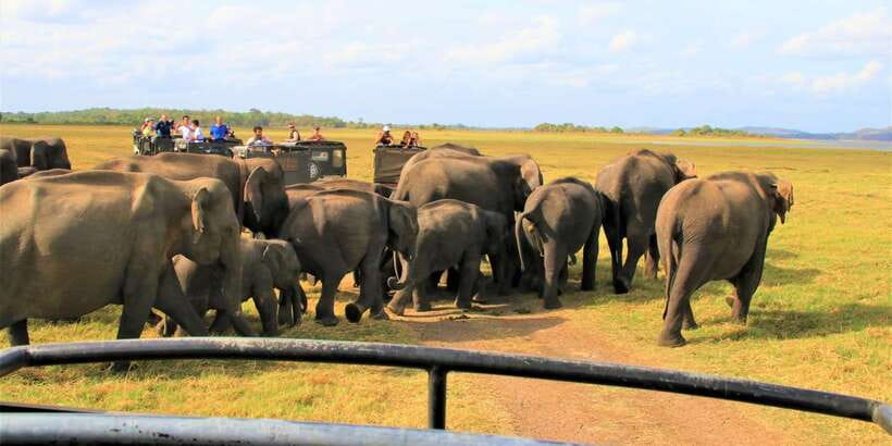 From Colombo: Private Minneriya National Park Day Safari - Should You Book the Minneriya Day Safari?