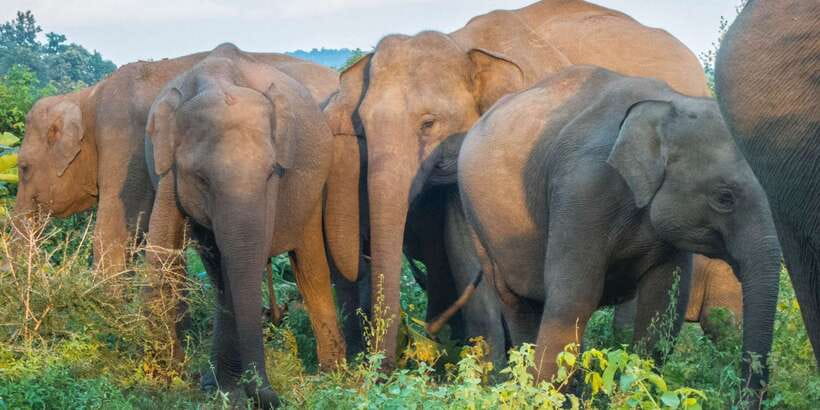 From Colombo: Private Minneriya National Park Day Safari - Why Minneriya Is a Big Wildlife Day from Colombo