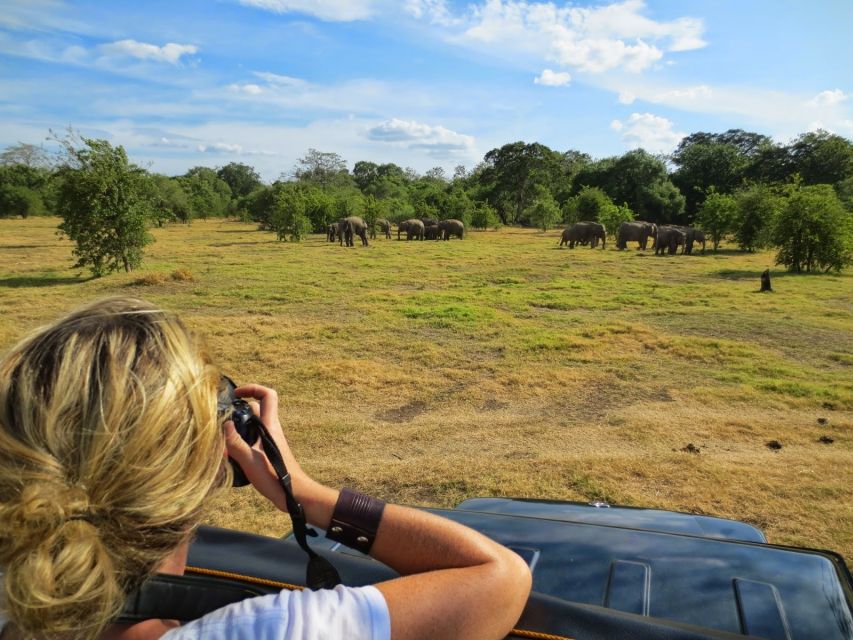 From Colombo: Private Minneriya National Park Day Safari - Lunch After the Game Drive