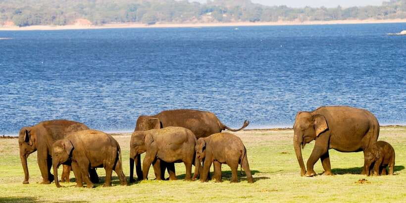 From Colombo: Private Minneriya National Park Day Safari - What the Private Format Adds at $105