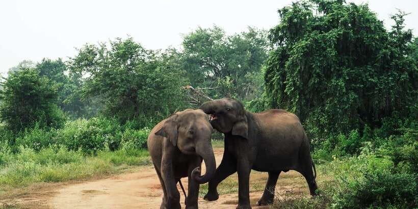 From Colombo: Private Minneriya National Park Day Safari - The Long Return to Colombo
