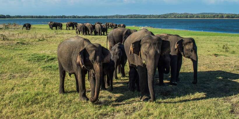 From Colombo: Private Minneriya National Park Day Safari - Who Should Choose This Safari