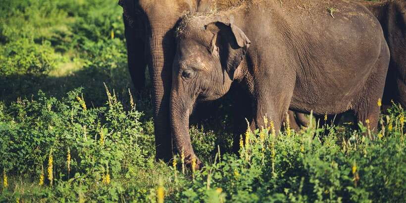 From Colombo: Private Minneriya National Park Day Safari - Practical Tips for a Better Day
