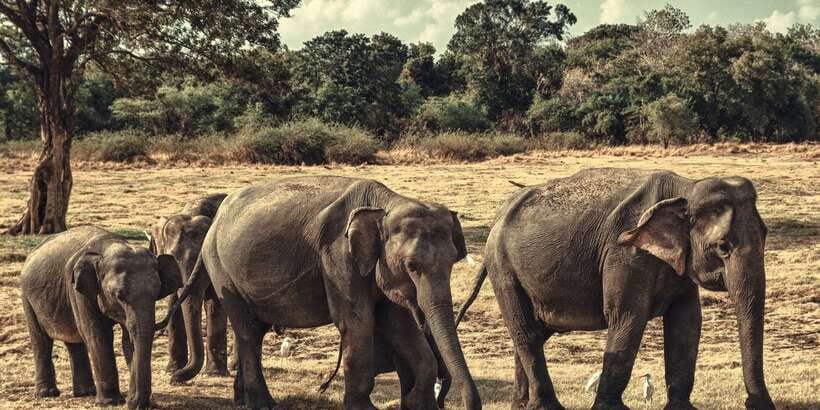 From Colombo: Private Minneriya National Park Day Safari - The 8:00 AM Pickup and Long Ride Inland