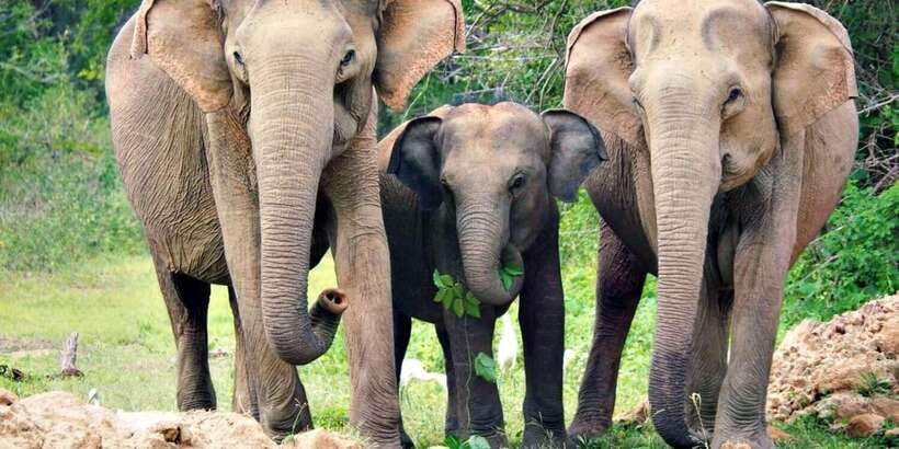 From Colombo: Sigiriya and Dambulla Day Trip with Safari - The Hiriwadunna village option