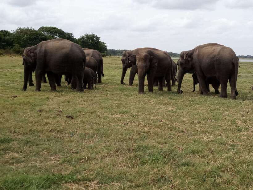 From Colombo: Sigiriya & Dambulla Day Tour with Safari - The Village Experience: Worth the Extra $20?