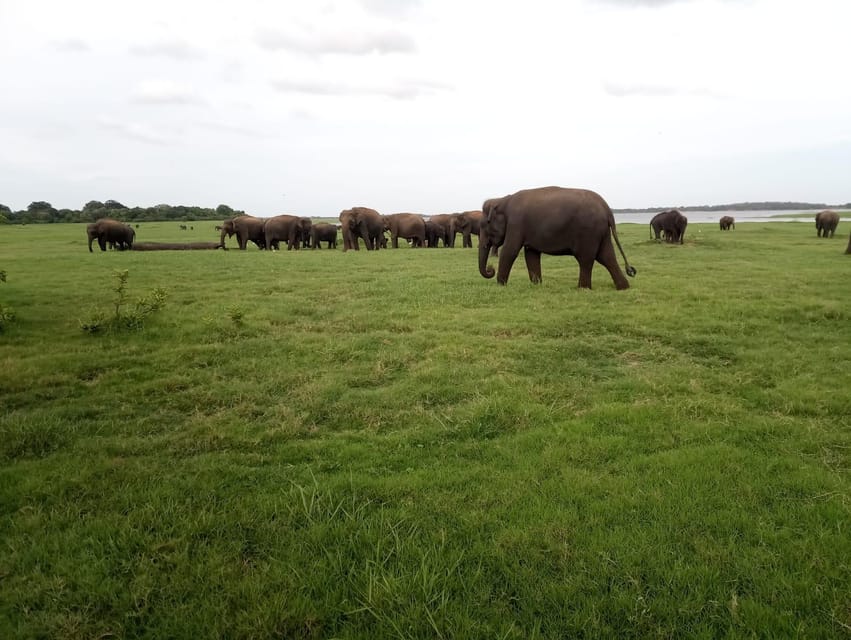 From Colombo: Sigiriya & Dambulla Day Tour with Safari - Choosing the Right Elephant Safari