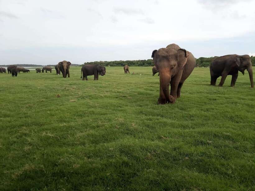 From Colombo: Sigiriya & Dambulla Day Tour with Safari - Food, Shopping, and the Long Ride Home