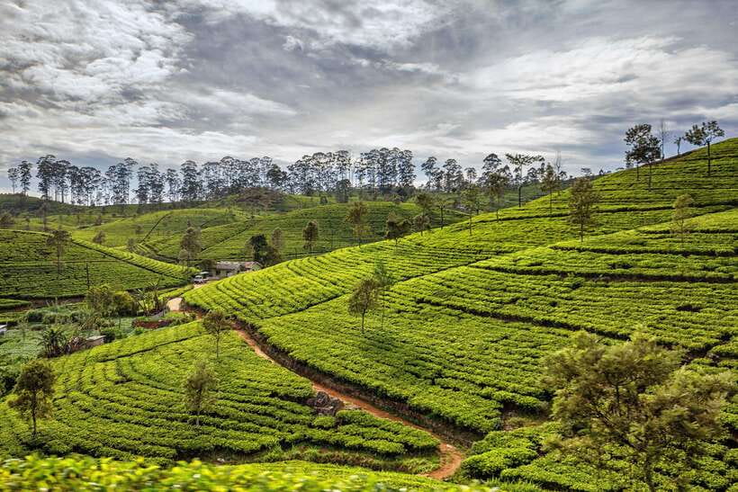 From Colombo: Sri Lanka Heritage 5-day Private Tour - Key points before you book