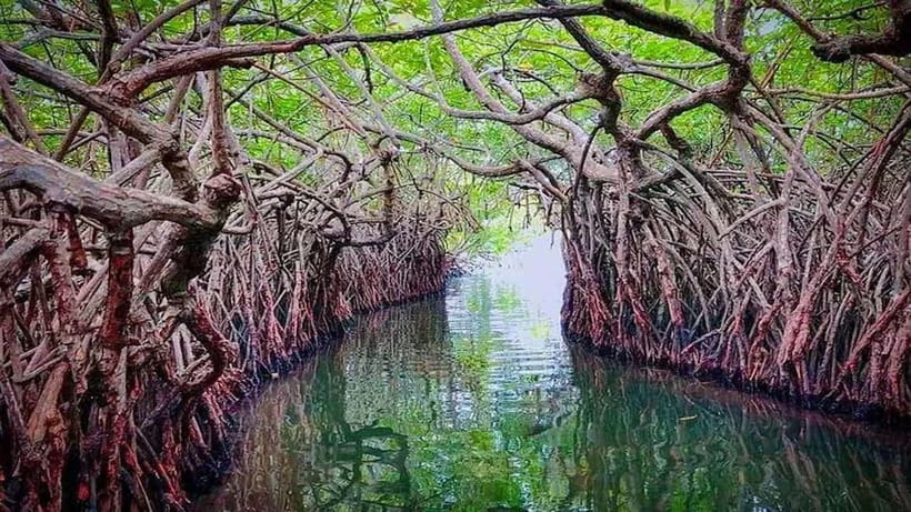 From Colombo to Galle Fort and Unawatuna Beach Day Trip - Madu River: A Wetland Stop With an Extra Charge