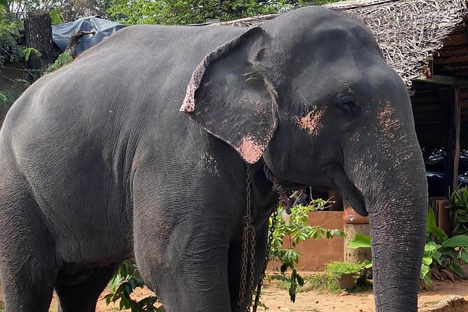 From Colombo to Sigiriya Fortress, Dambulla & Minneriya Safari - A four-hour Minneriya safari by 4x4 jeep