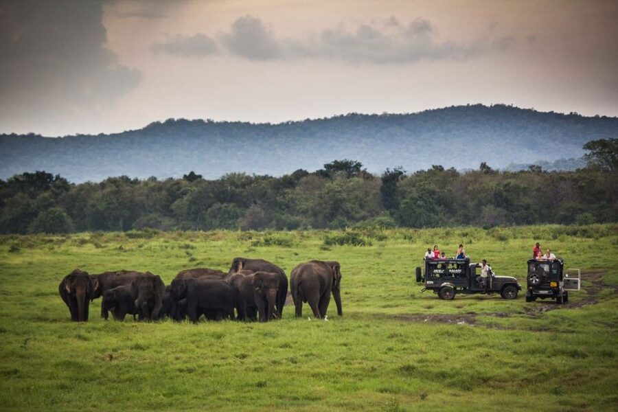 From Colombo: Udawalawa Safari & Elephant Transit Home Tour - Practical advice for making the day better