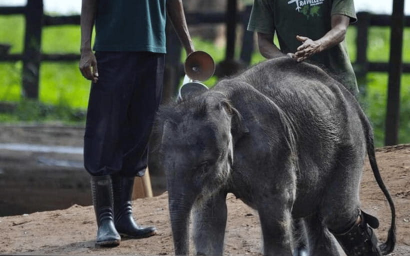 From Colombo: Udawalawe Park and Elephant Transit Centre - Key points before you book