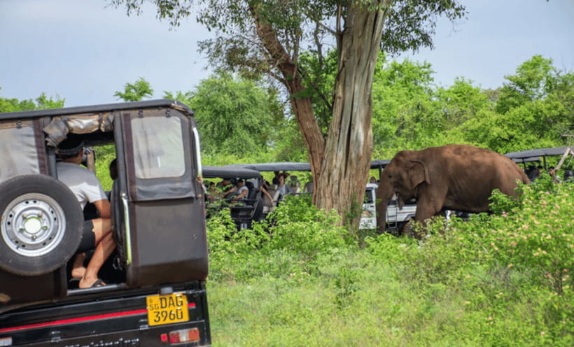 From Colombo: Udawalawe Park and Elephant Transit Centre - How to prepare for the heat and road time
