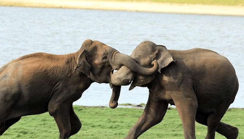 From Colombo: Udawalawe Park and Elephant Transit Centre - The long road from Colombo or Negombo