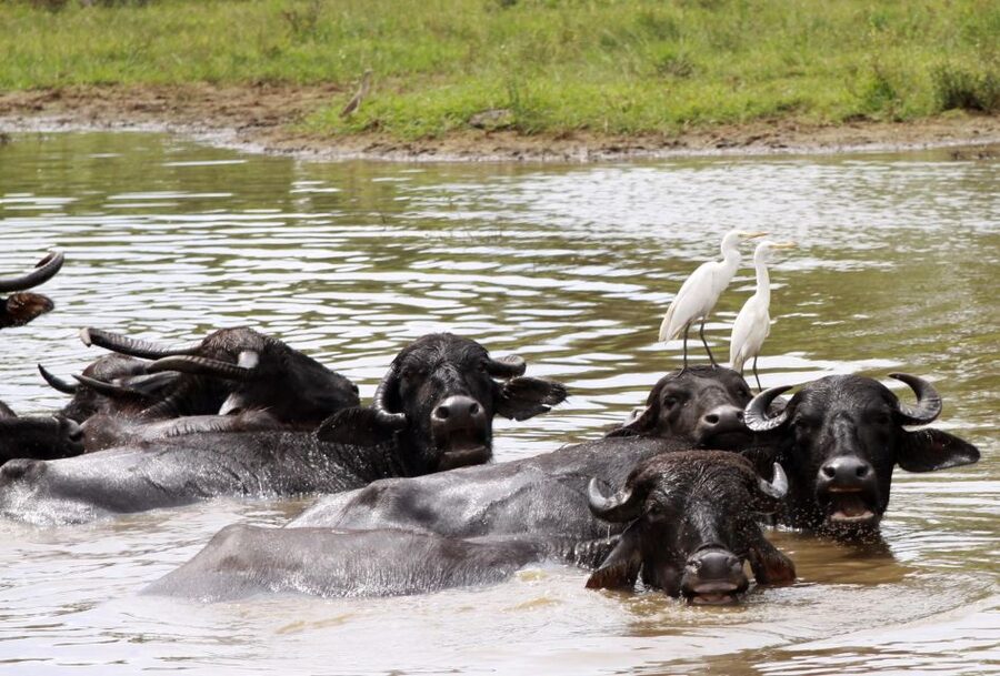 From Colombo: Yala National Park Safari with Transfer - What the guides add to the day