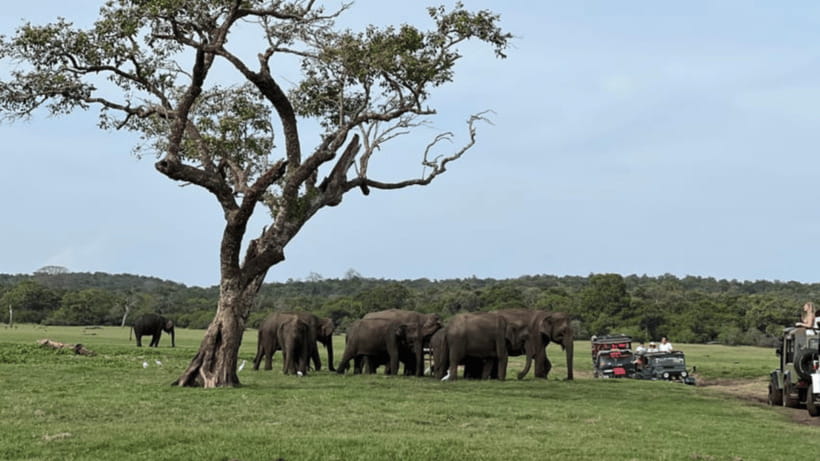 From Dambulla : Minneriya National Park Half Day Safari - Watching elephants near the Minneriya Tank