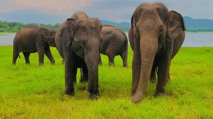 From Dambulla : Minneriya National Park Half Day Safari - Crocodiles, deer, birds, and the chance of a leopard