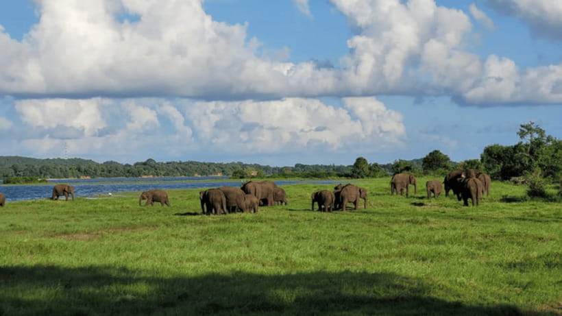 From Dambulla : Minneriya National Park Half Day Safari - The optional Sri Lankan village lunch