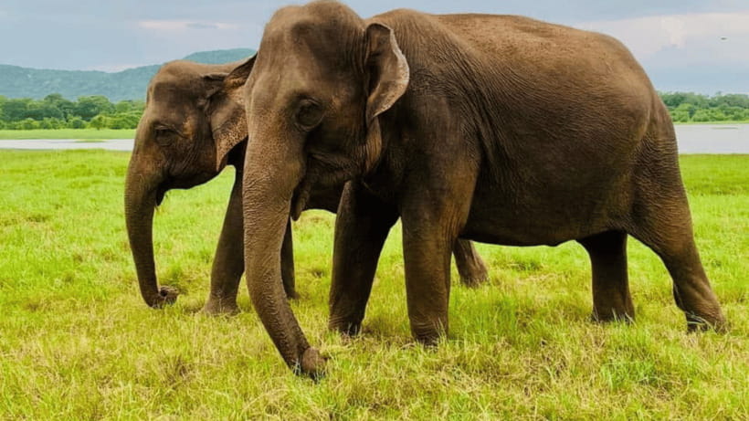 From Dambulla : Minneriya National Park Half Day Safari - What to bring and what to avoid