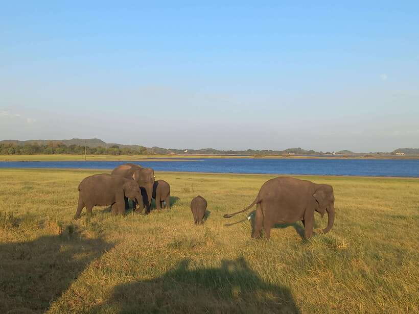 From Dambulla: Minneriya National Park wild Jeep Safari - Key points before you book