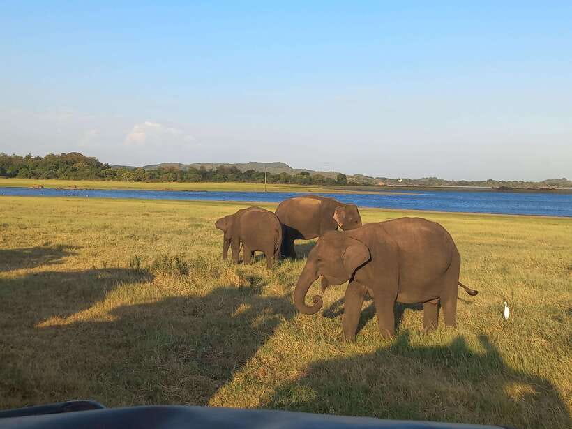 From Dambulla: Minneriya National Park wild Jeep Safari - Minneriya Lake and the historic dam