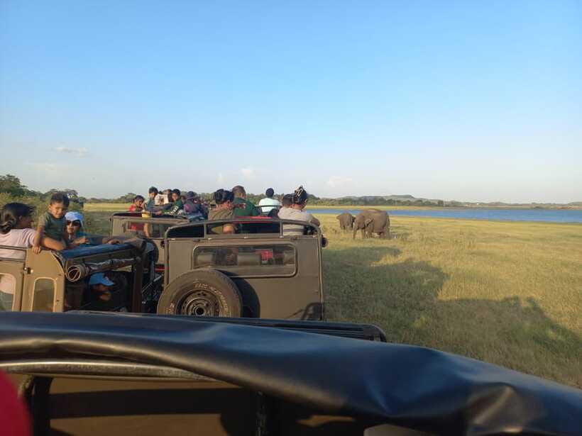 From Dambulla: Minneriya National Park wild Jeep Safari - Birds for patient observers