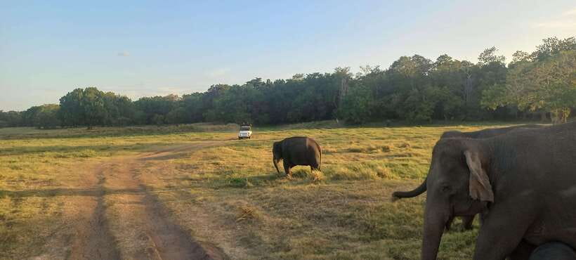 From Dambulla: Minneriya National Park wild Jeep Safari - The $50 price and what it really covers