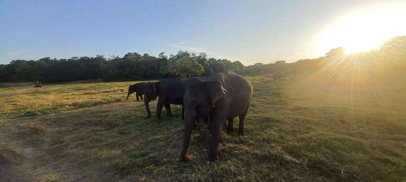 From Dambulla: Minneriya National Park wild Jeep Safari - Timing, comfort, and the rough-road reality