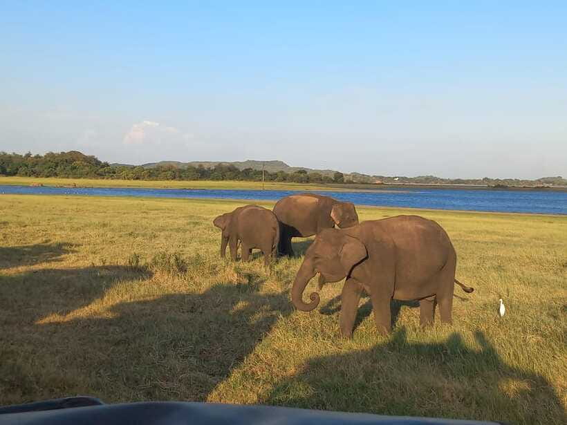 From Dambulla: Minneriya National Park wild Jeep Safari - How to get better sightings