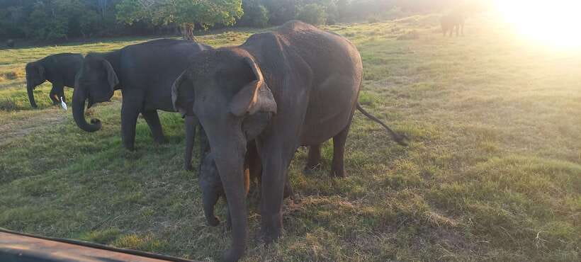 From Dambulla: Minneriya National Park wild Jeep Safari - Who will enjoy this safari most?
