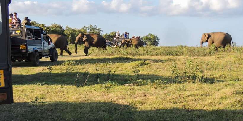 From Dambulla: Sigiriya Rock, Village, and Minneriya Tour - Seeing village life by ox cart and catamaran