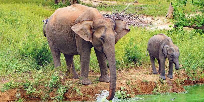From Ella: All Inclusive Udawalawe National Park Safari - Entering Udawalawe National Park by private jeep