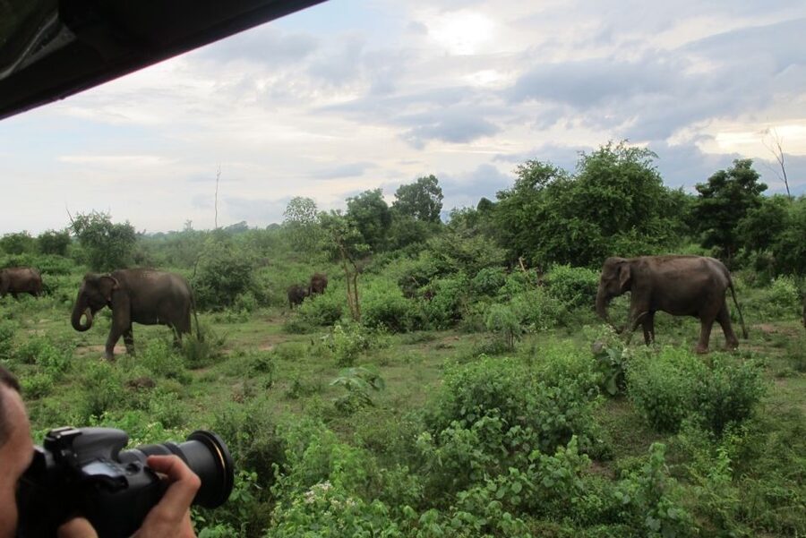 From Ella: All Inclusive Udawalawe National Park Safari - The real value of the $140 price