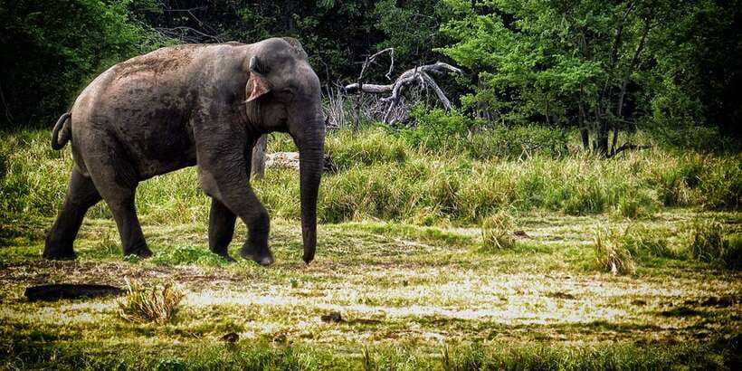 From Ella: All Inclusive Udawalawe National Park Safari - Inside the park: three hours in a private 4x4